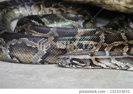 The silence of the Burmese python 132333631