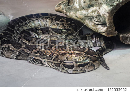 The silence of the Burmese python 132333632