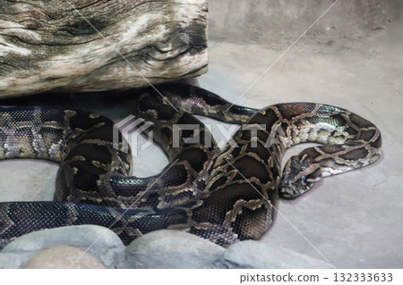 The silence of the Burmese python 132333633