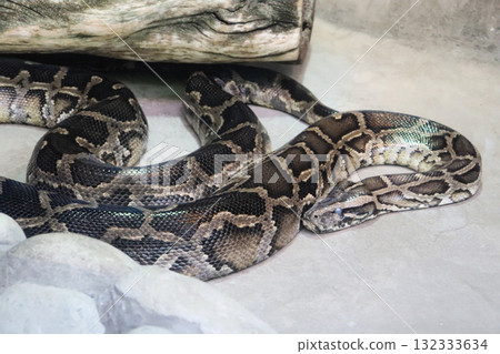 The silence of the Burmese python 132333634