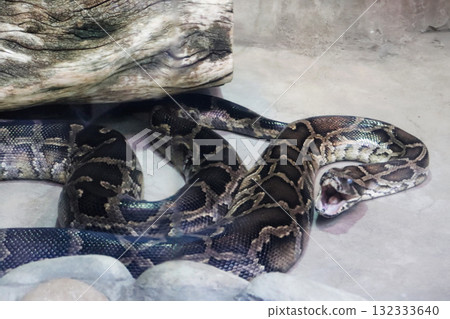 Burmese python yawning loudly 132333640