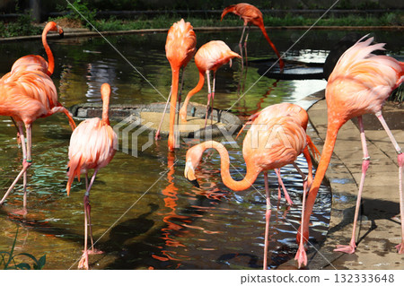 Flamingos gathering at the waterfront 132333648