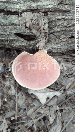 Omphalotus刺參 Omphalotus刺參 132333715