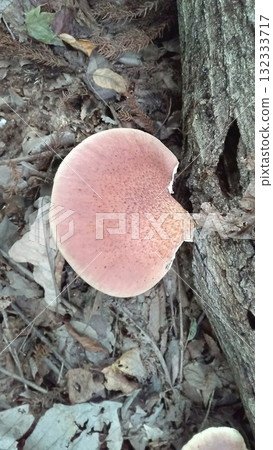 Omphalotus刺參 132333717