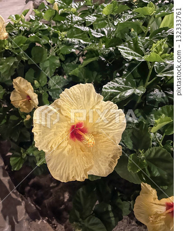 Night-blooming hibiscus 132333761