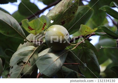 The life of a green persimmon clinging to the branch and growing bravely 132334130