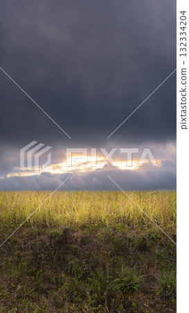 Field of grass with a dramatic dark storm cloud background. The scene is scary and mysterious. Mockup. Copy Space. Wallpaper or Halloween background 132334204