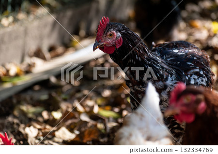Free range poultry with healthy diet 132334769