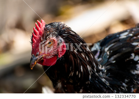 Free range poultry with healthy diet 132334770