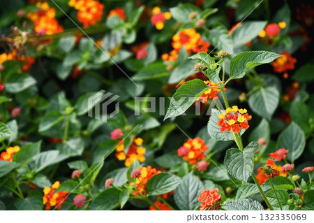 Lantana Lantana 132335069