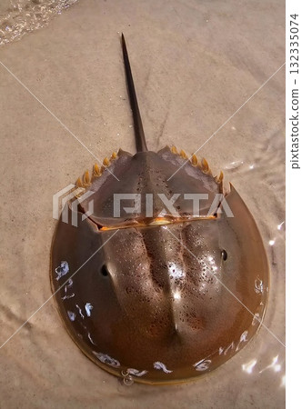 A strange, ancient-looking horseshoe crab with a large, smooth brown shell and a long tail is slowly crawling in shallow, clear water on a sandy beach. A strange, ancient-looking horseshoe crab with a large, smooth brown shell and a long tail is slowly crawling in shallow, clear water on a sandy beach. 132335074