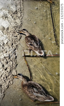 Two brown and white wild female mallard ducks are standing patiently side-by-side in the shallow, murky water near the textured, sandy bank of a pond. 132335075
