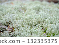A beautiful macro, close-up shot of pale green reindeer moss Cladonia rangiferina, showcasing its intricate, coral-like, and spongy texture. 132335375