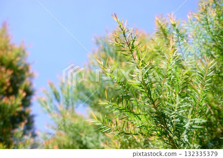 Melaleuca bracteata macro leaves small world 132335379