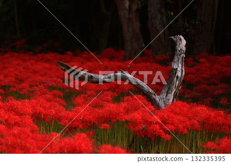 Cluster amaryllis colony in Tsuji, Kisa-machi: Dead trees and a field of cluster amaryllis 132335395