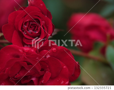 六月雨後綻放的「Europiana」紅玫瑰 132335721