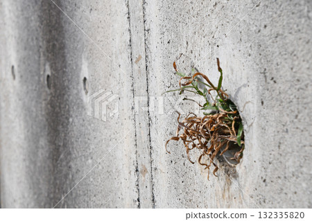 Weep holes in the retaining wall 132335820