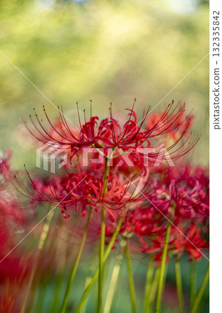 Red spider lily flowers blooming in the garden 132335842