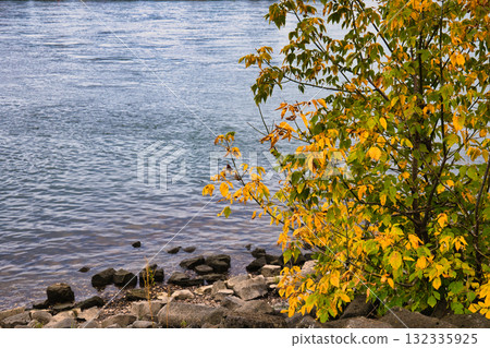 water surface, autumn leaves, riverbank 132335925