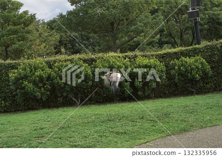 短尾 短尾 132335956