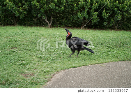 南方犀鳥 132335957