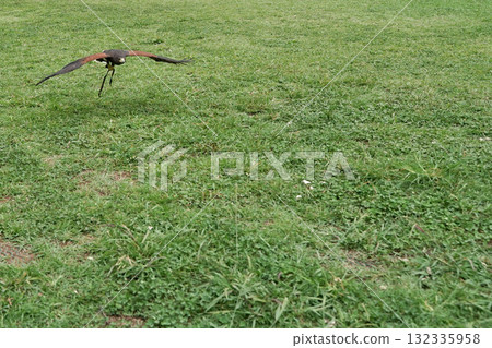 哈里斯霍克 132335958