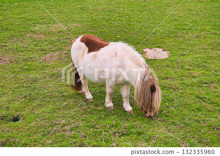 Adorable Skewbald Pony Grazing Contentedly on Vibrant Green Grass Field Under Overcast Sky in Peaceful Rural Setting 132335960