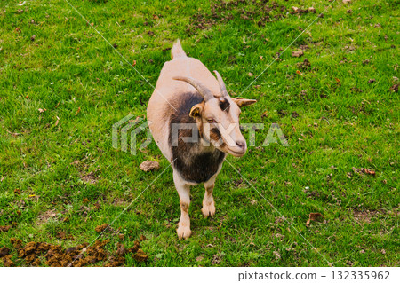Curious Brown and White Goat Standing Alertly on Lush Green Grass Field Looking Directly at Camera in Rural Farm Environment 132335962