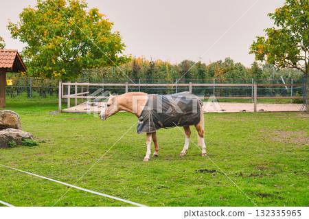 Palomino Horse Wearing Protective Blanket Standing Alertly on Green Grass Near Fenced Paddock and Wooden Shelter in Autumn Rural Farm 132335965