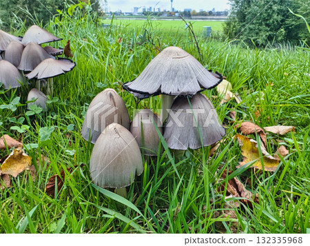 Cluster of Wild Inky Cap Mushrooms Emerging from Lush Green Grass with Clover and Scattered Fallen Leaves in Serene Autumn Natural Habitat for Mycology Nature and Environmental Photography 132335968