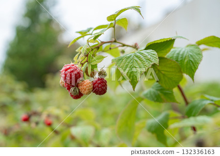 Close-up of ripe raspberries on green branch in garden natural daylight photo with bokeh background 132336163