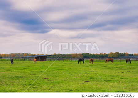 Group of Grazing Horses in Expansive Green Paddock Under Cloudy Autumn Sky with Distant Shelter and Vibrant Fall Forest Horizon Group of Grazing Horses in Expansive Green Paddock Under Cloudy Autumn Sky with Distant Shelter and Vibrant Fall Forest Horizon 132336165