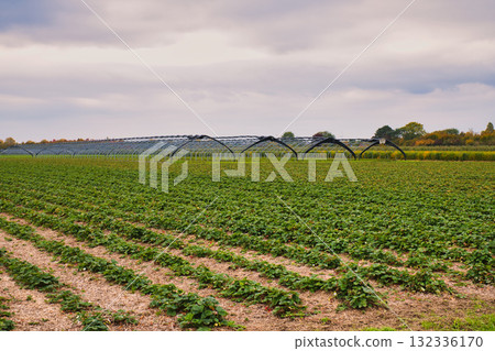 Expansive Strawberry Field with Neat Rows of Green Plants and Distant Polytunnels Under Overcast Autumn Sky 132336170