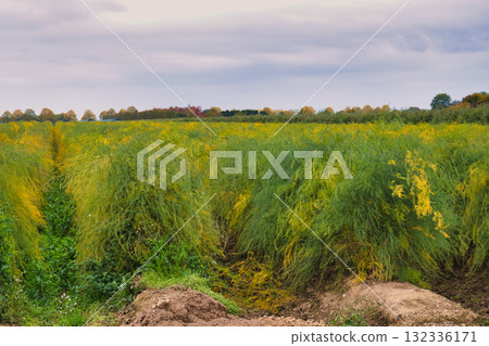 Lush Asparagus Field with Feathery Green Ferns Turning Golden Yellow Under Overcast Autumn Sky in Rural Farmland 132336171