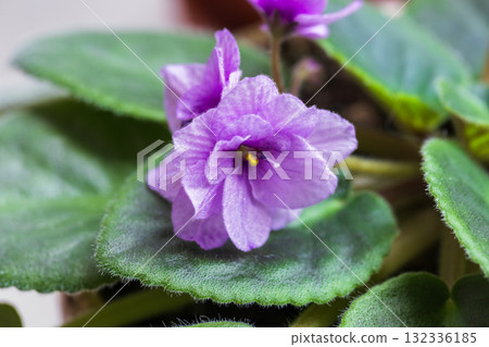 A vibrant purple African violet flower captured in a sunlight close-up A vibrant purple African violet flower captured in a sunlight close-up 132336185