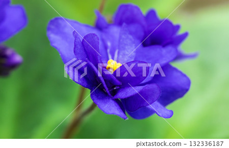 A vibrant purple African violet flower captured in close-up, showcasing delicate petals A vibrant purple African violet flower captured in close-up, showcasing delicate petals 132336187