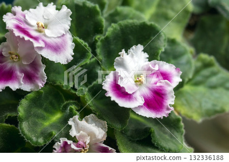 African violet flowers featuring striking purple and white petals African violet flowers featuring striking purple and white petals 132336188