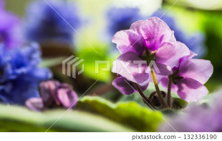 Saintpaulia ionantha. A vibrant purple and blue African violet flower Saintpaulia ionantha. A vibrant purple and blue African violet flower 132336190