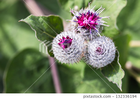 Macro photography of greater burdock, clustered with vivid purple blossoms Macro photography of greater burdock, clustered with vivid purple blossoms 132336194