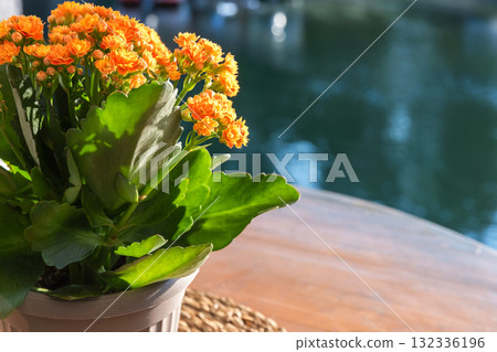 Vibrant orange flowers rise from a lush green pot beside calm water 132336196