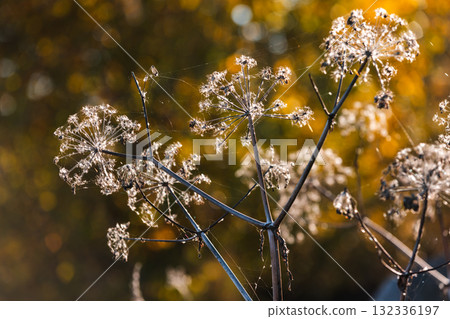 Close-up of dried seed heads of ground elder on slender stems, back lit by warm light Close-up of dried seed heads of ground elder on slender stems, back lit by warm light 132336197