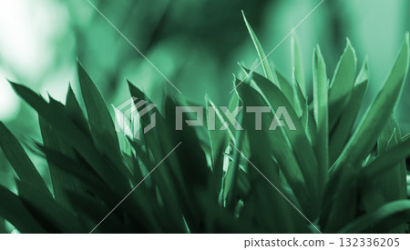 A botanical close-up photo featuring lush green succulent leaves 132336205