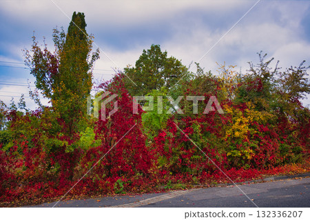 Vivid autumn foliage with bright red and yellow leaves along the roadside under cloudy sky in colorful fall landscape 132336207