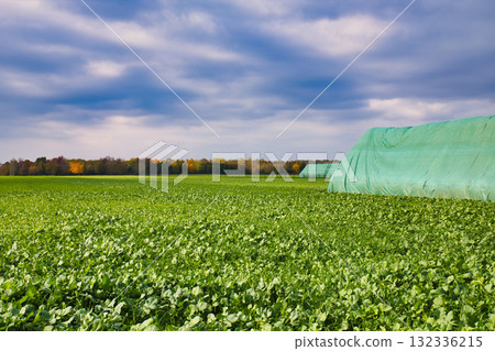 Rural farmland with silage bales covered in green plastic tarpaulin, agricultural field under cloudy sky in autumn countryside Rural farmland with silage bales covered in green plastic tarpaulin, agricultural field under cloudy sky in autumn countryside 132336215