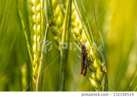 insect on green wheat, close-up, selective focus, defocused background 132336524