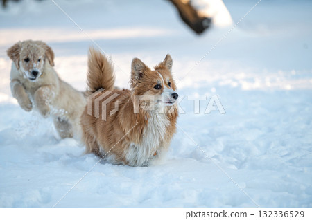 a golden retriever and a welsh corgi play in the white snow 132336529