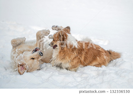 a golden retriever and a welsh corgi play in the white snow 132336530