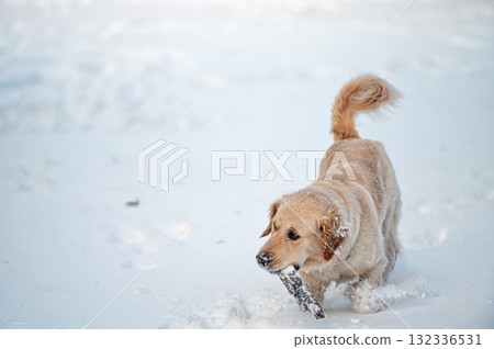 small golden retriever puppy playing in the snow small golden retriever puppy playing in the snow 132336531
