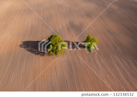 top down aerial view on a two trees in the middle of a cultivated field, field with tractor tracks 132336532