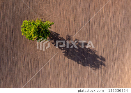 top down view on a lone tree in the middle of a cultivated field, field with tractor tracks, copy space top down view on a lone tree in the middle of a cultivated field, field with tractor tracks, copy space 132336534